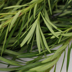 Podocarpus - Malaysia