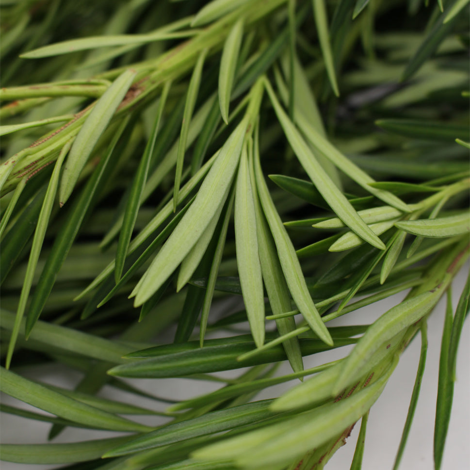 Podocarpus - Malaysia