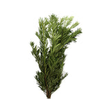 Podocarpus - Malaysia