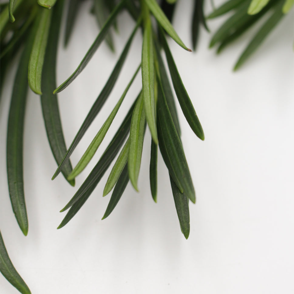 Podocarpus - Malaysia