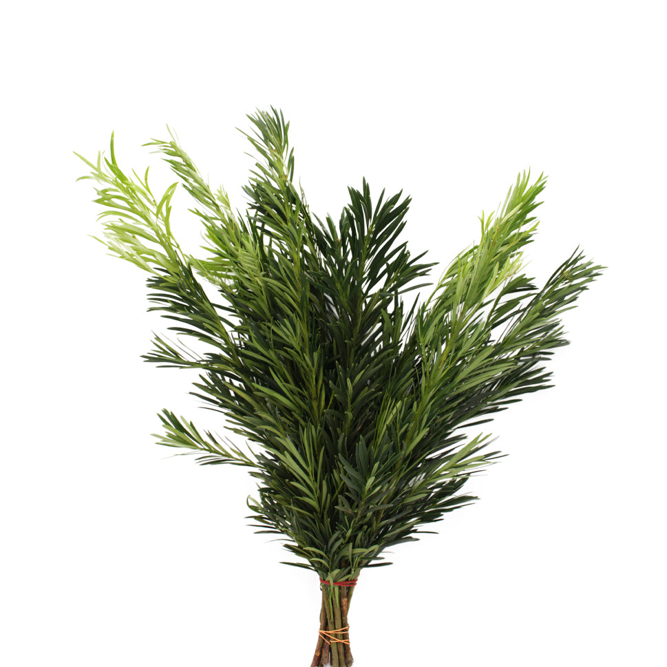 Podocarpus - Malaysia