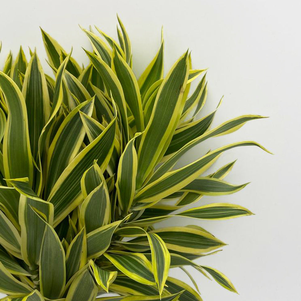 Dracaena Song of India Two Tone
