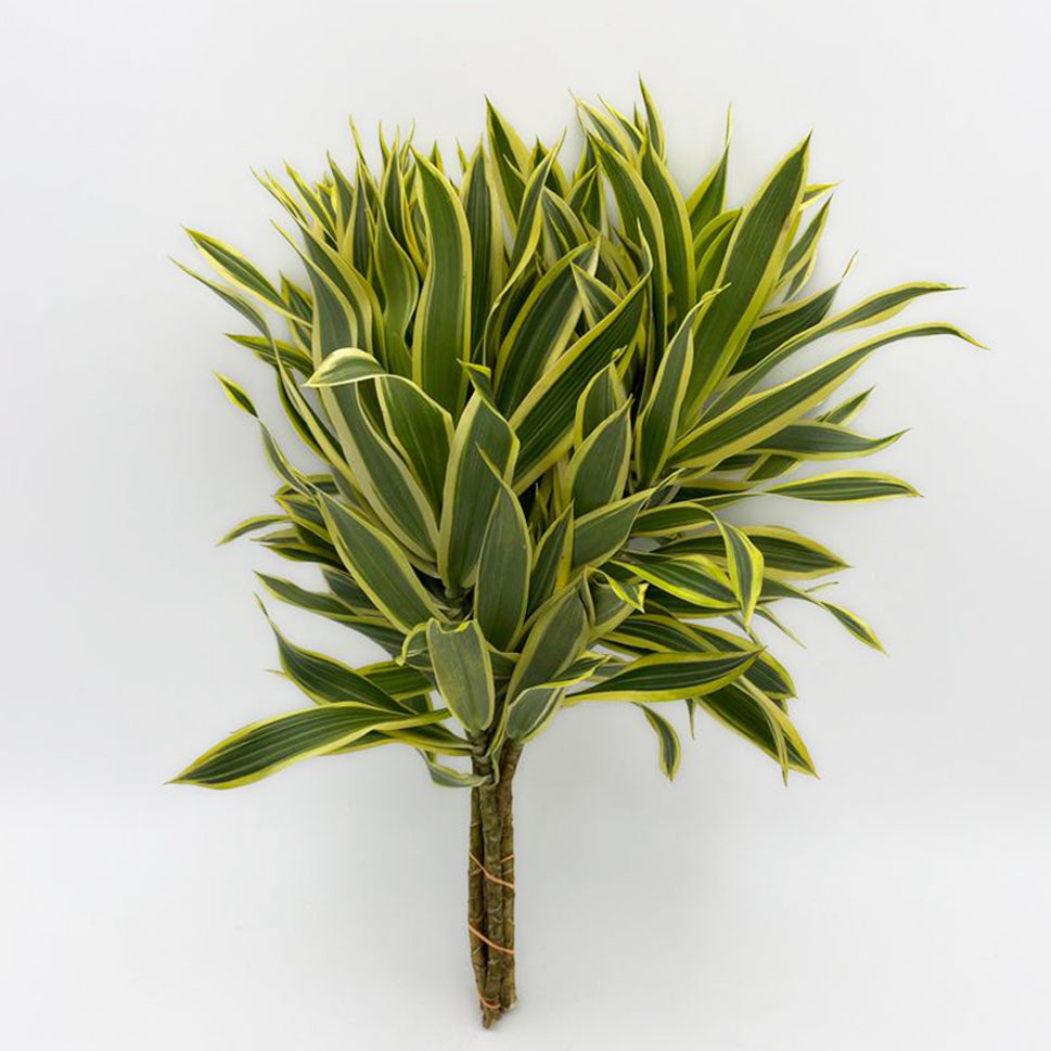 Dracaena Song of India Two Tone