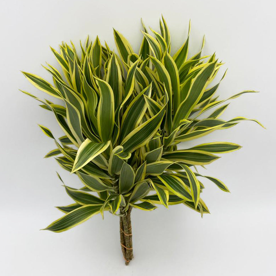 Dracaena Song of India Two Tone