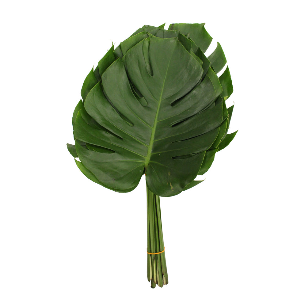 Monstera - Malaysia