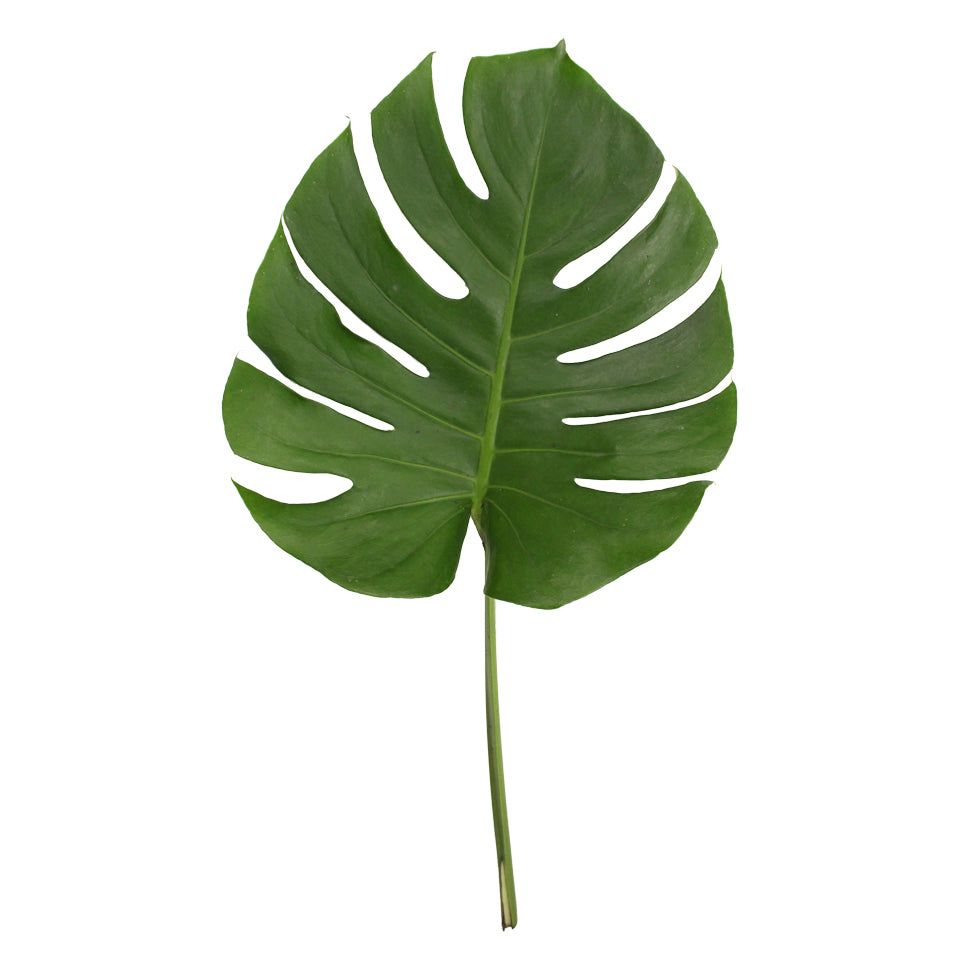 Monstera - Malaysia