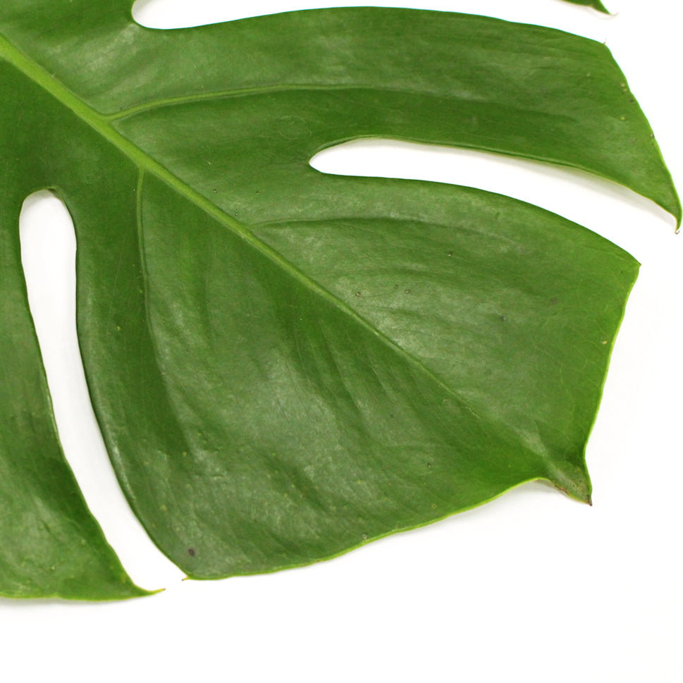 Monstera - Malaysia