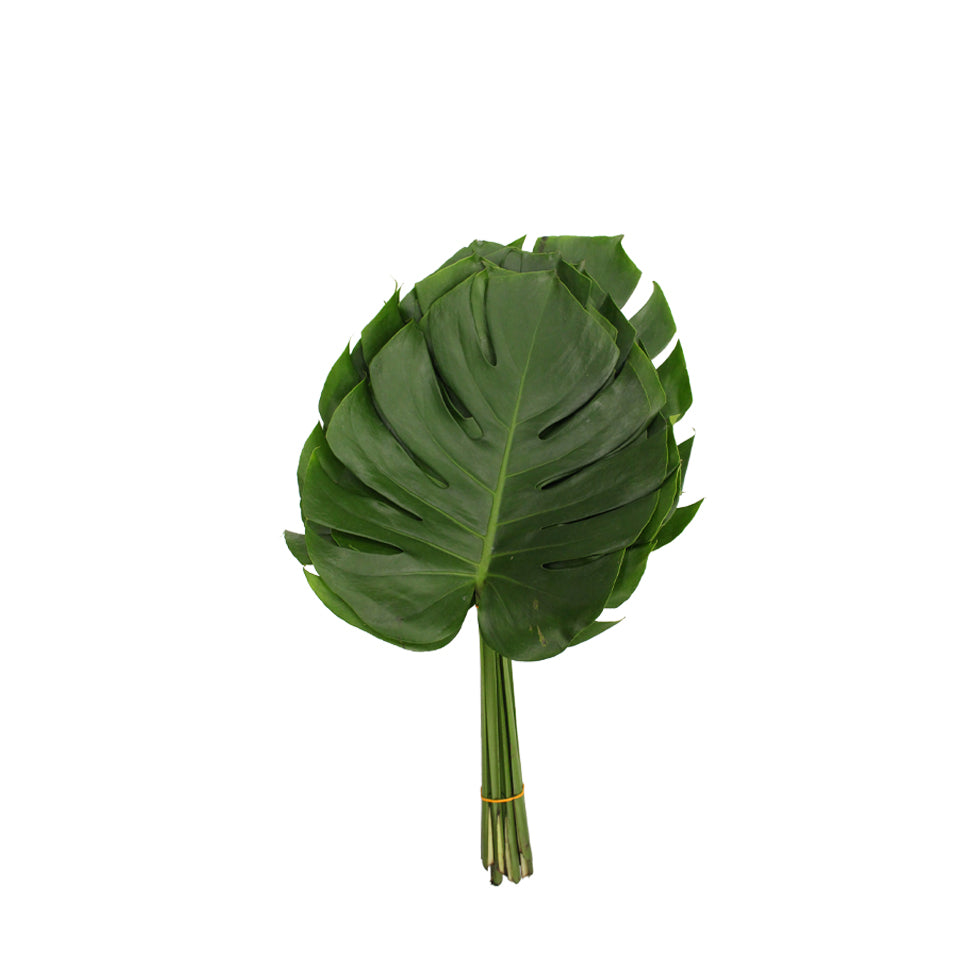 Monstera - Malaysia