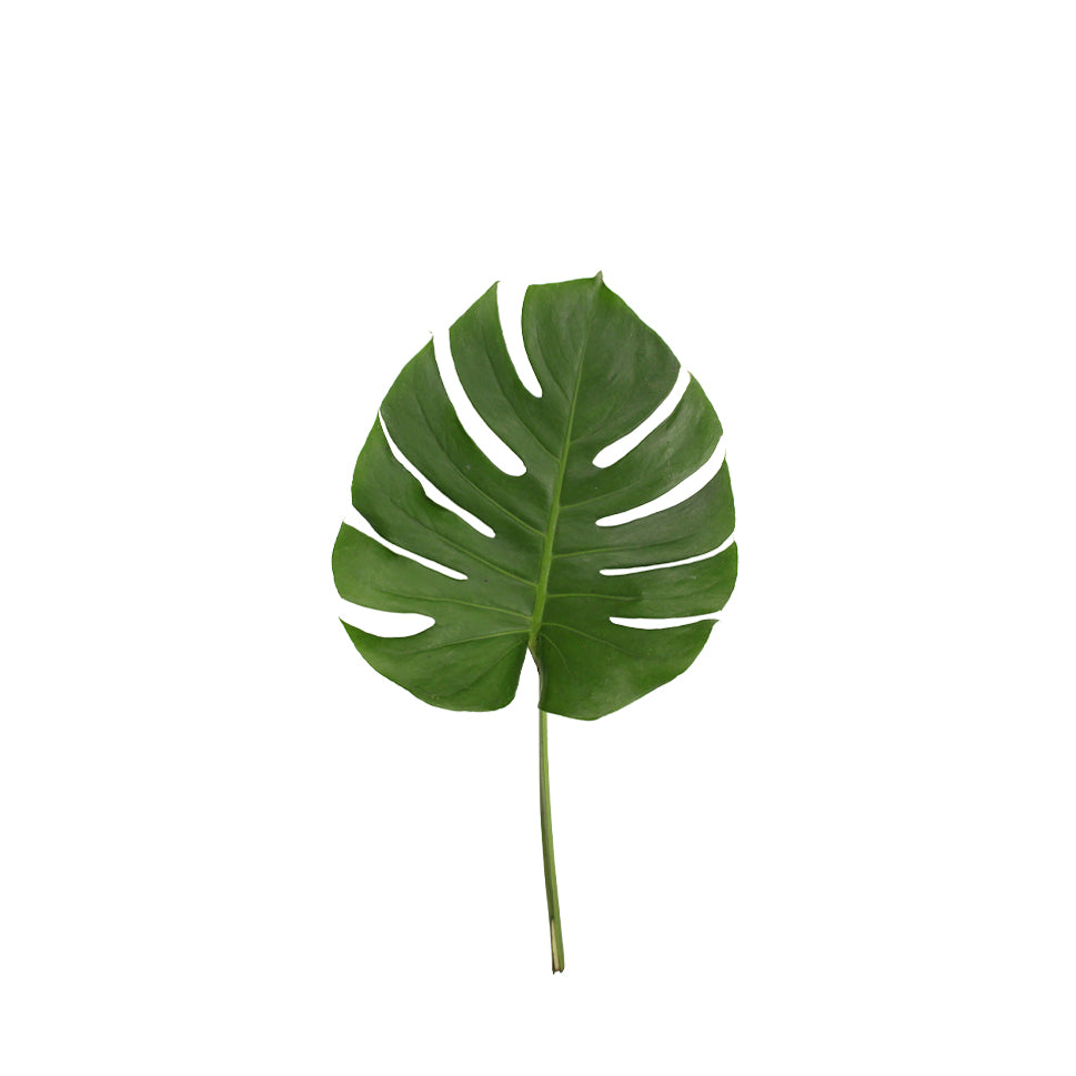 Monstera - Malaysia