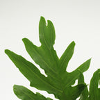 Philodendron - Malaysia