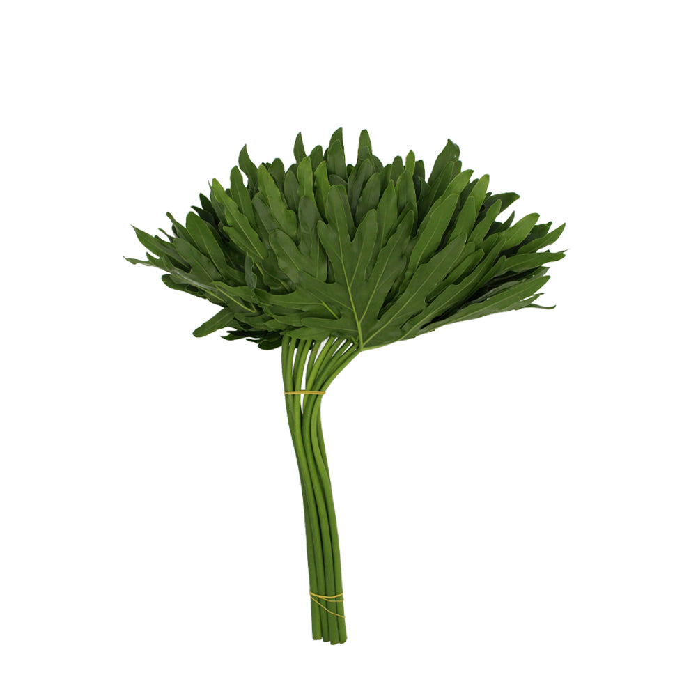 Philodendron - Malaysia