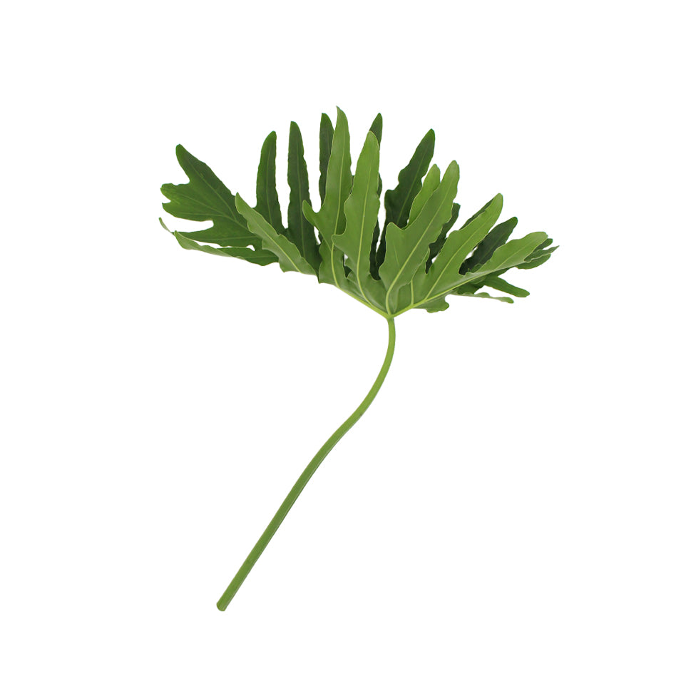 Philodendron - Malaysia