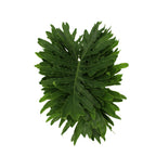 Philodendron - Malaysia