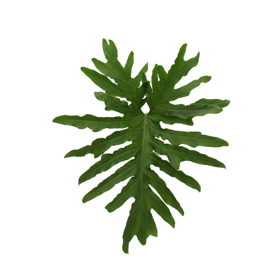 Philodendron - Malaysia