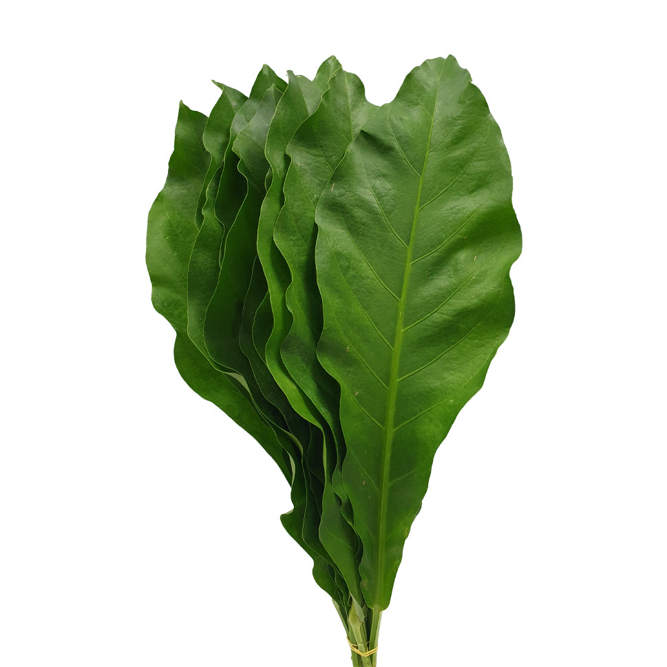 Rain Forest - Malaysia