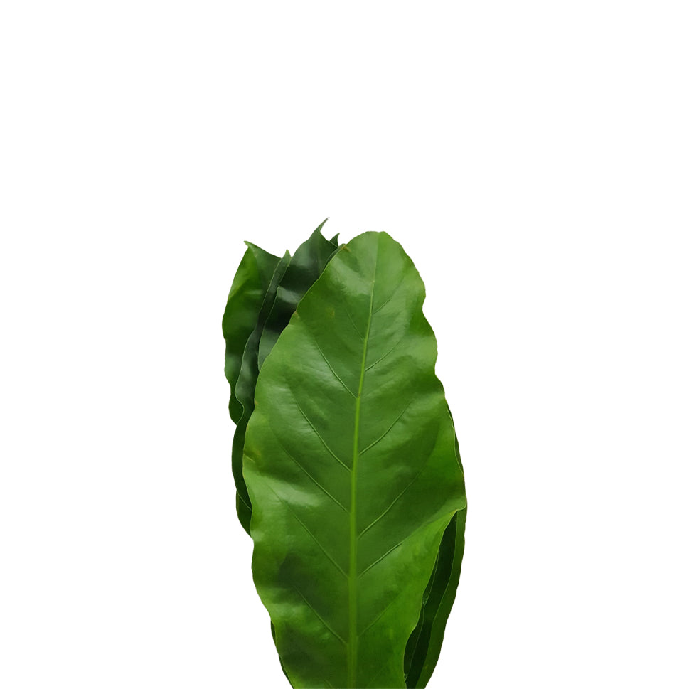 Rain Forest - Malaysia