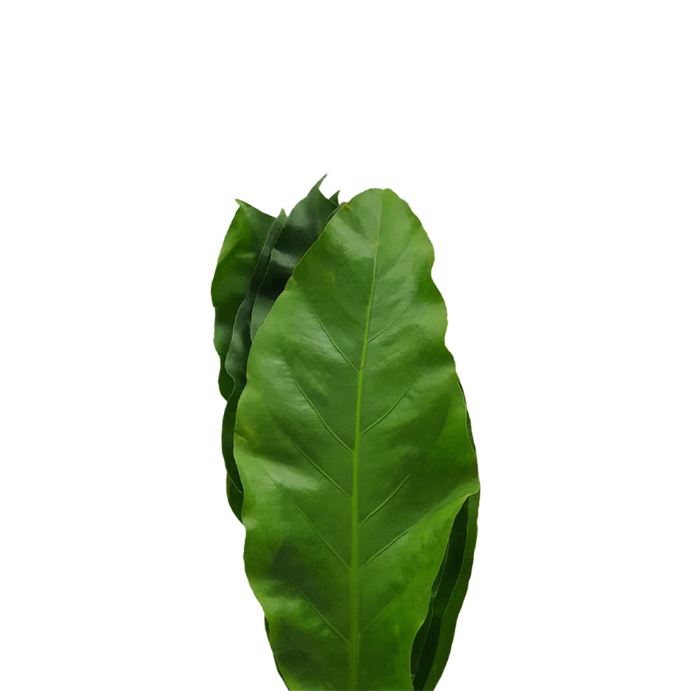 Rain Forest - Malaysia