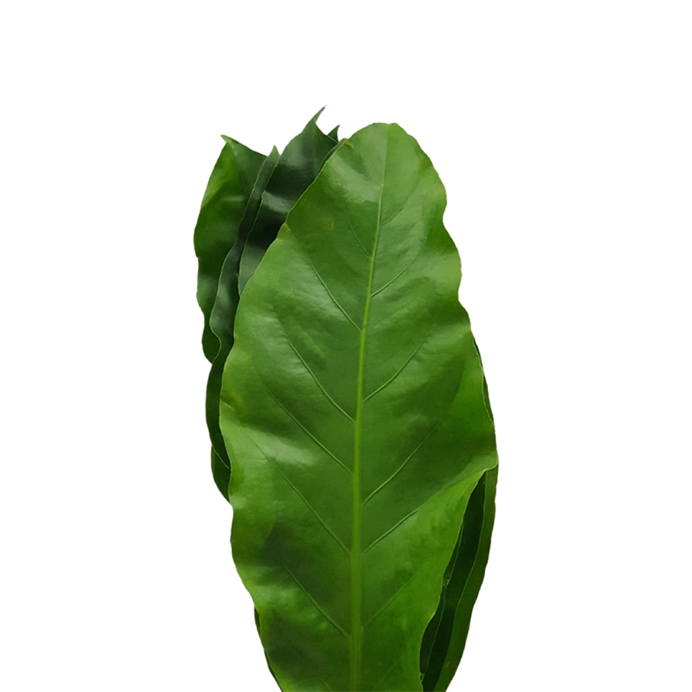 Rain Forest - Malaysia