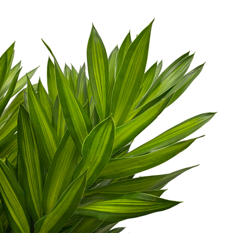Dracaena Song of Jamaica Two Tone