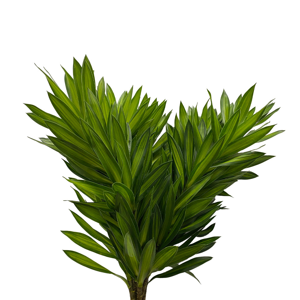 Dracaena Song of Jamaica Two Tone