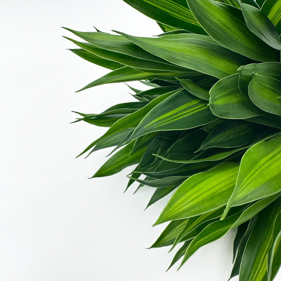 Dracaena Song of Jamaica Two Tone