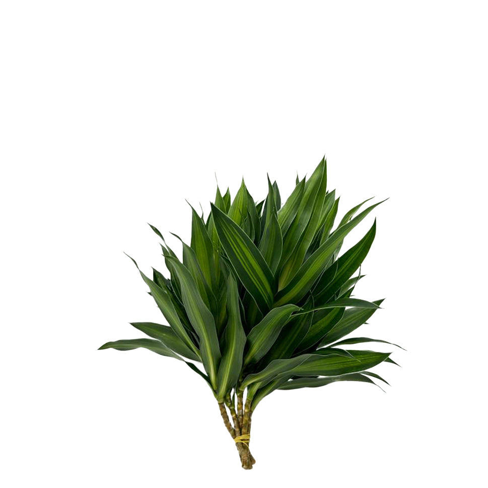 Dracaena Song of Jamaica Two Tone