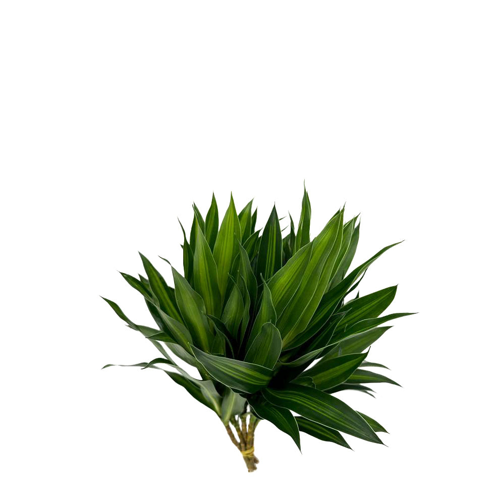 Dracaena Song of Jamaica Two Tone