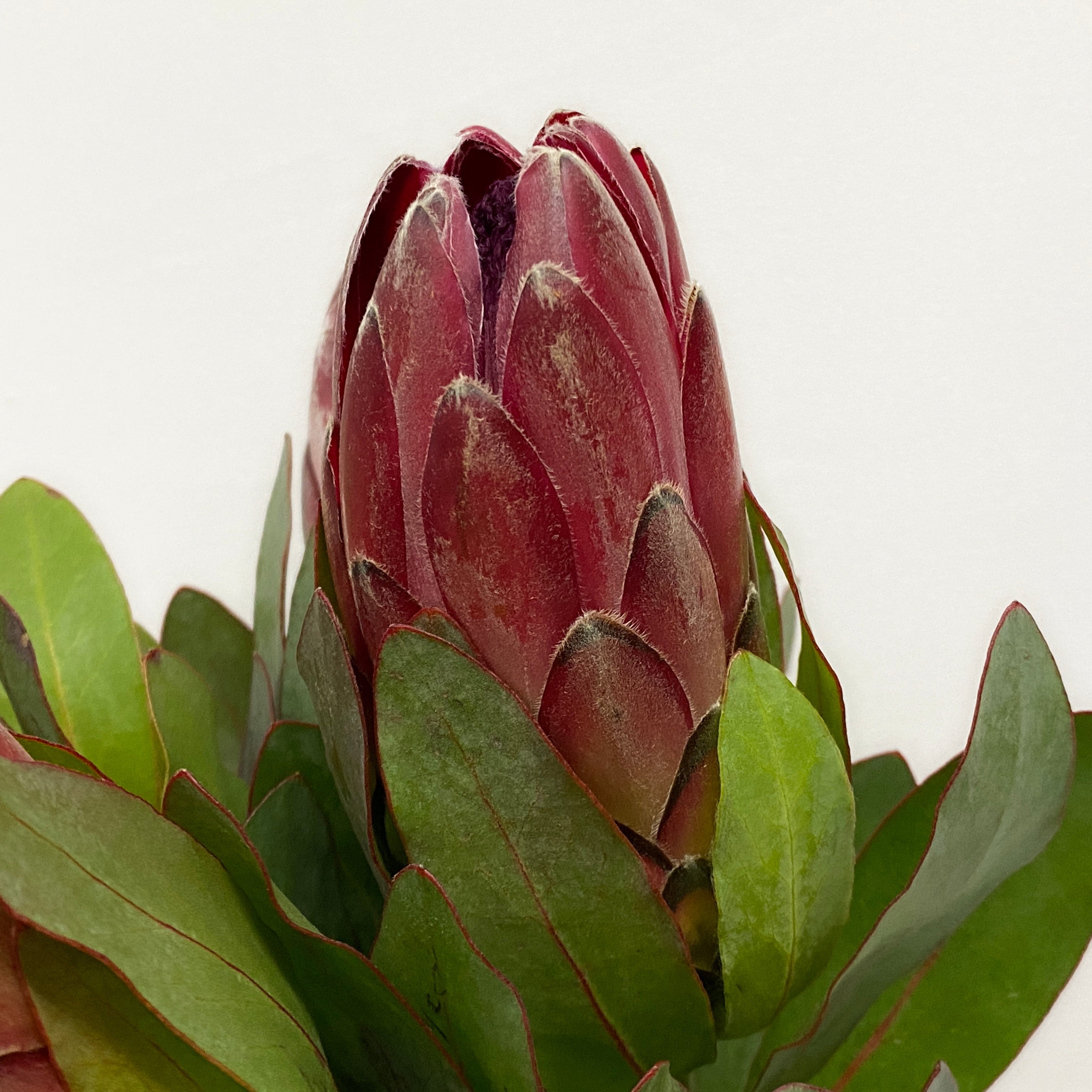 Protea - South Africa
