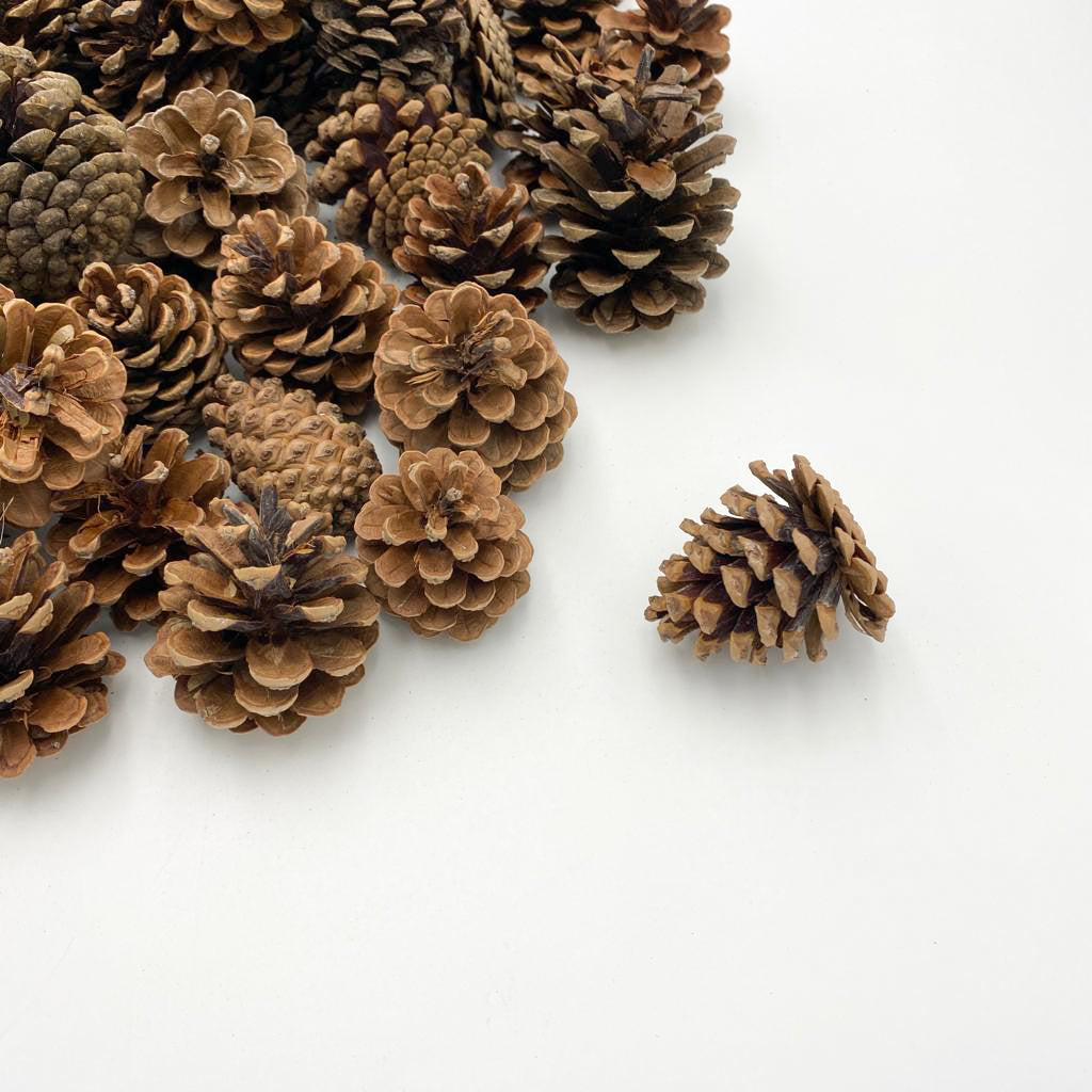 Pine Cone 1KG - Holland