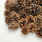 Pine Cone 1KG - Holland