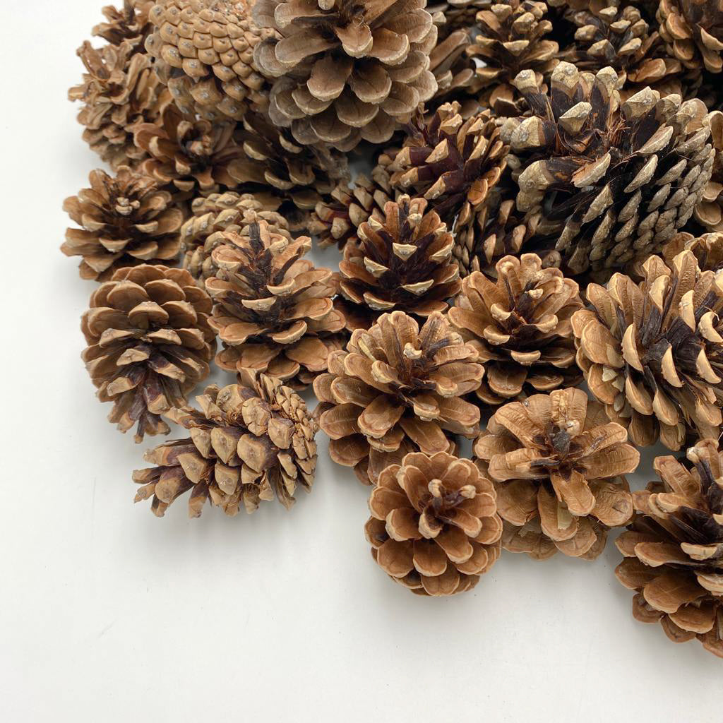 Pine Cone 1KG - Holland
