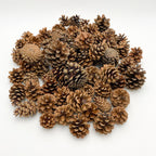 Pine Cone 1KG - Holland