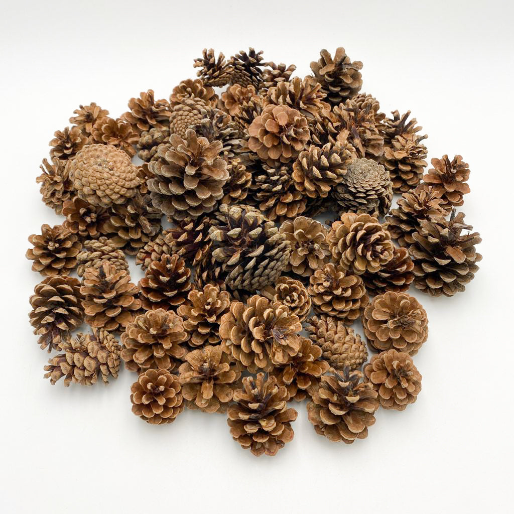 Pine Cone 1KG - Holland