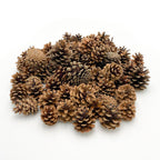 Pine Cone 1KG - Holland