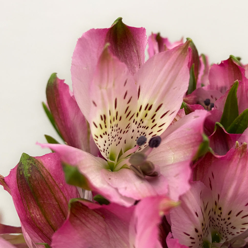 Alstroemeria Primadonna Pink - Colombia