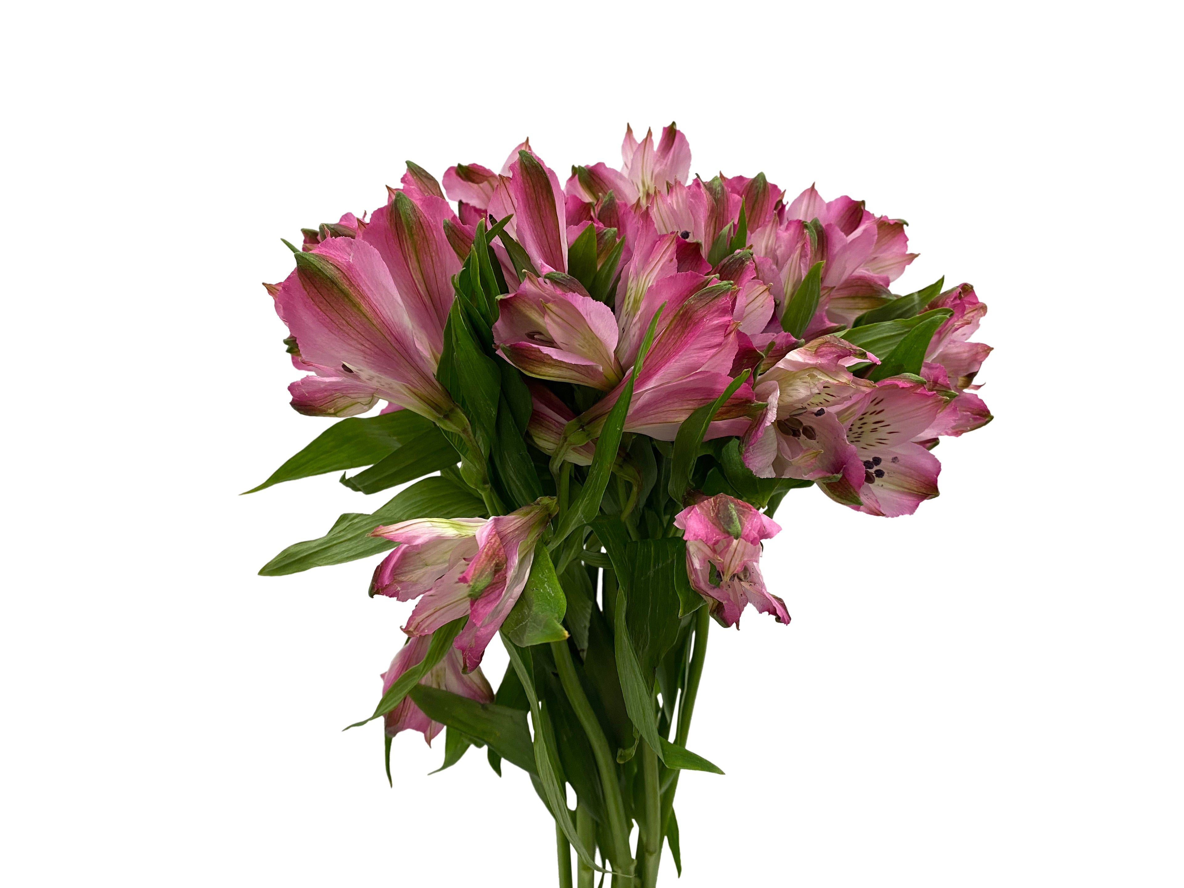 Alstroemeria Primadonna Pink - Colombia