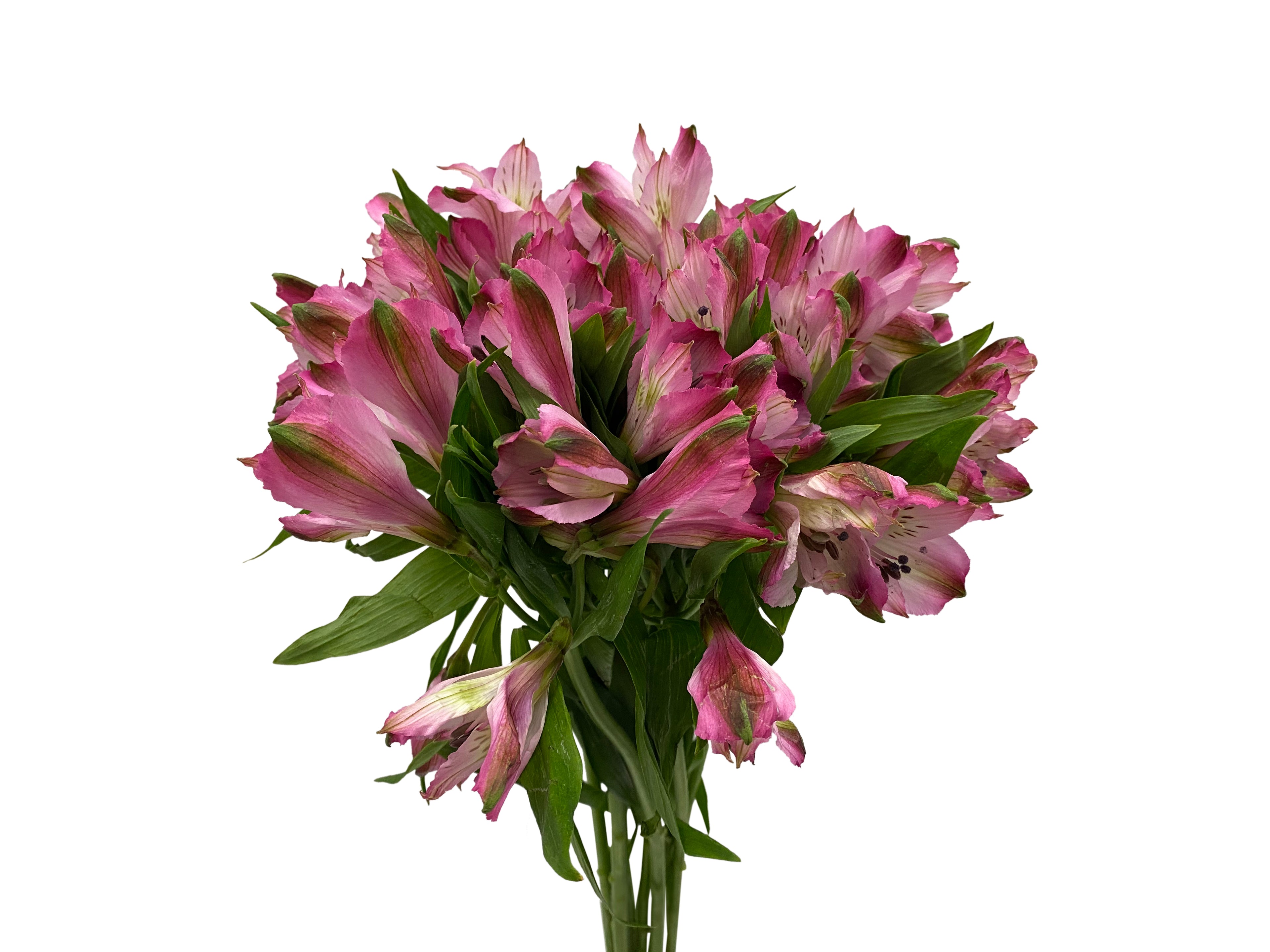 Alstroemeria Primadonna Pink - Colombia