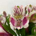 Alstroemeria Nairobi Two Tone Pink White - Colombia