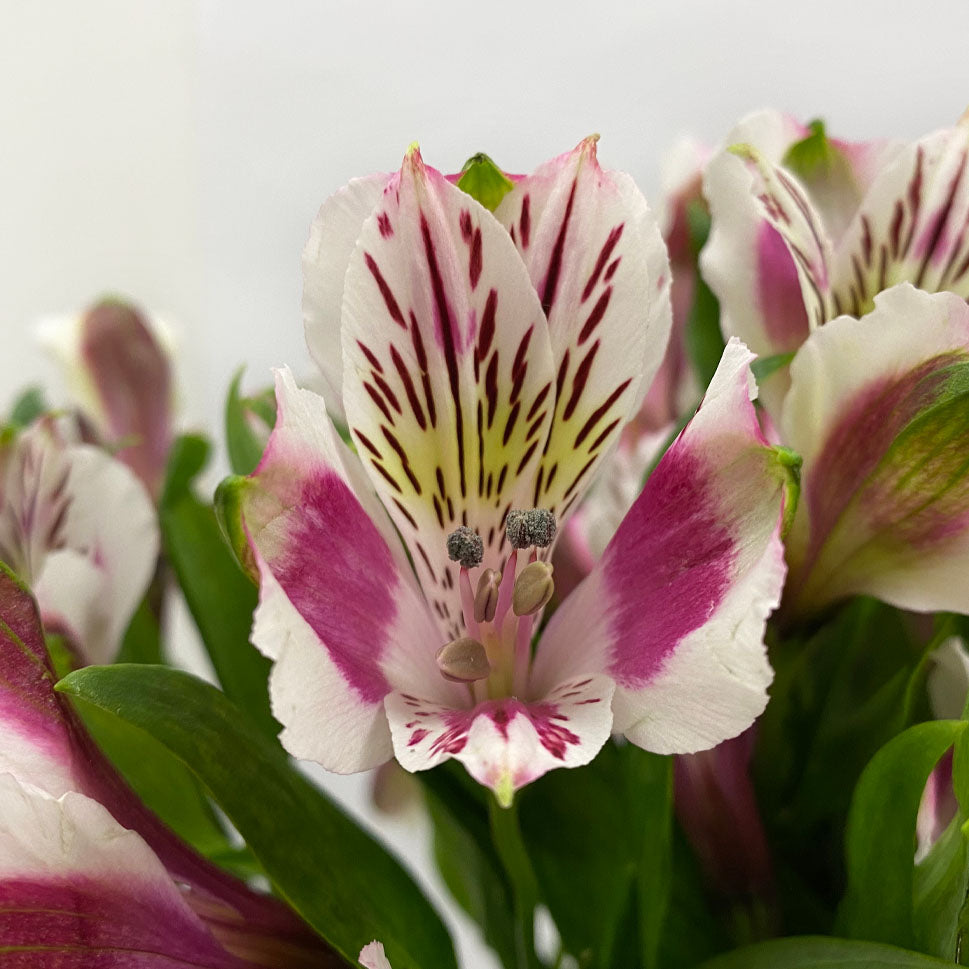 Alstroemeria Nairobi Two Tone Pink White - Colombia