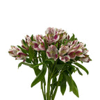 Alstroemeria Nairobi Two Tone Pink White - Colombia