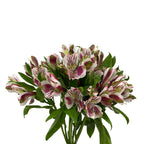 Alstroemeria Nairobi Two Tone Pink White - Colombia