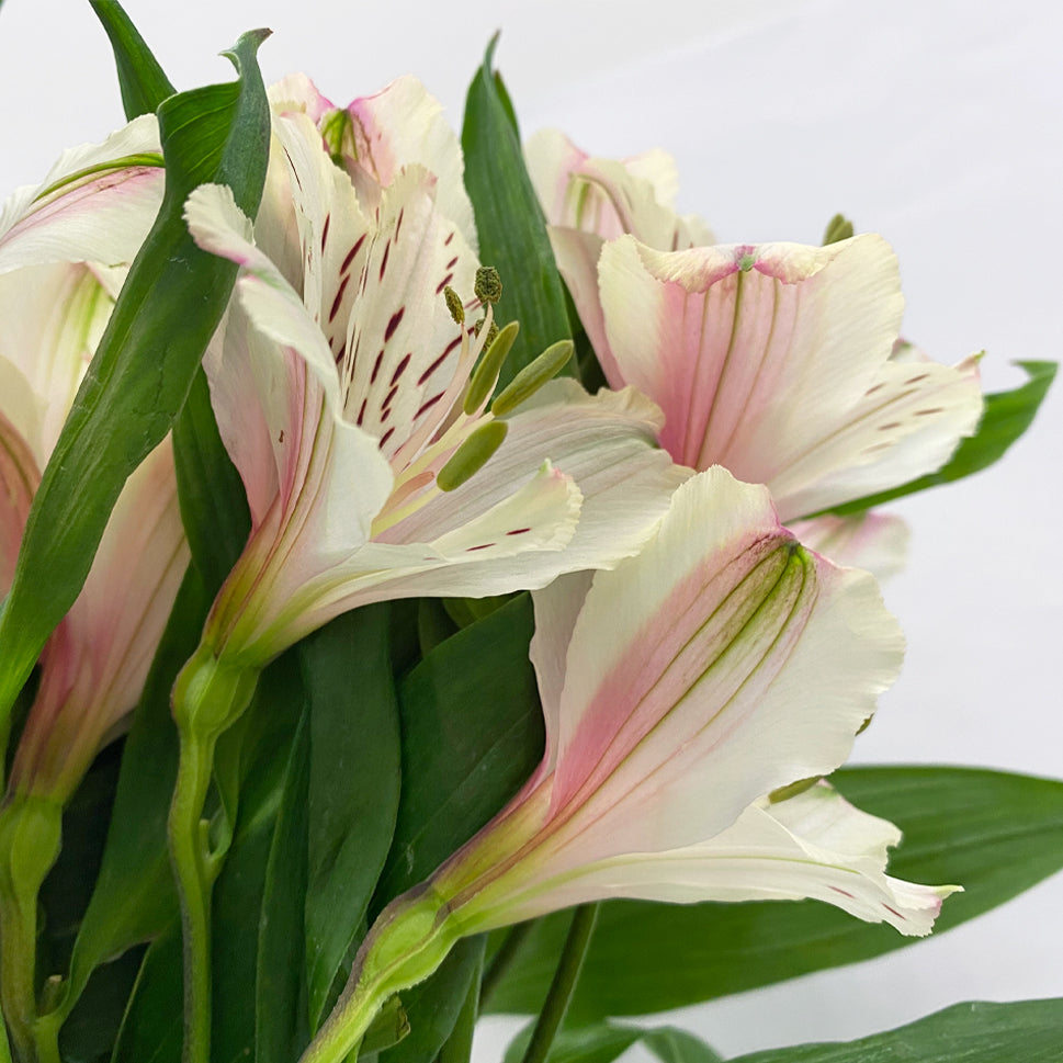 Alstroemeria Dirty Dancing Cream - Colombia