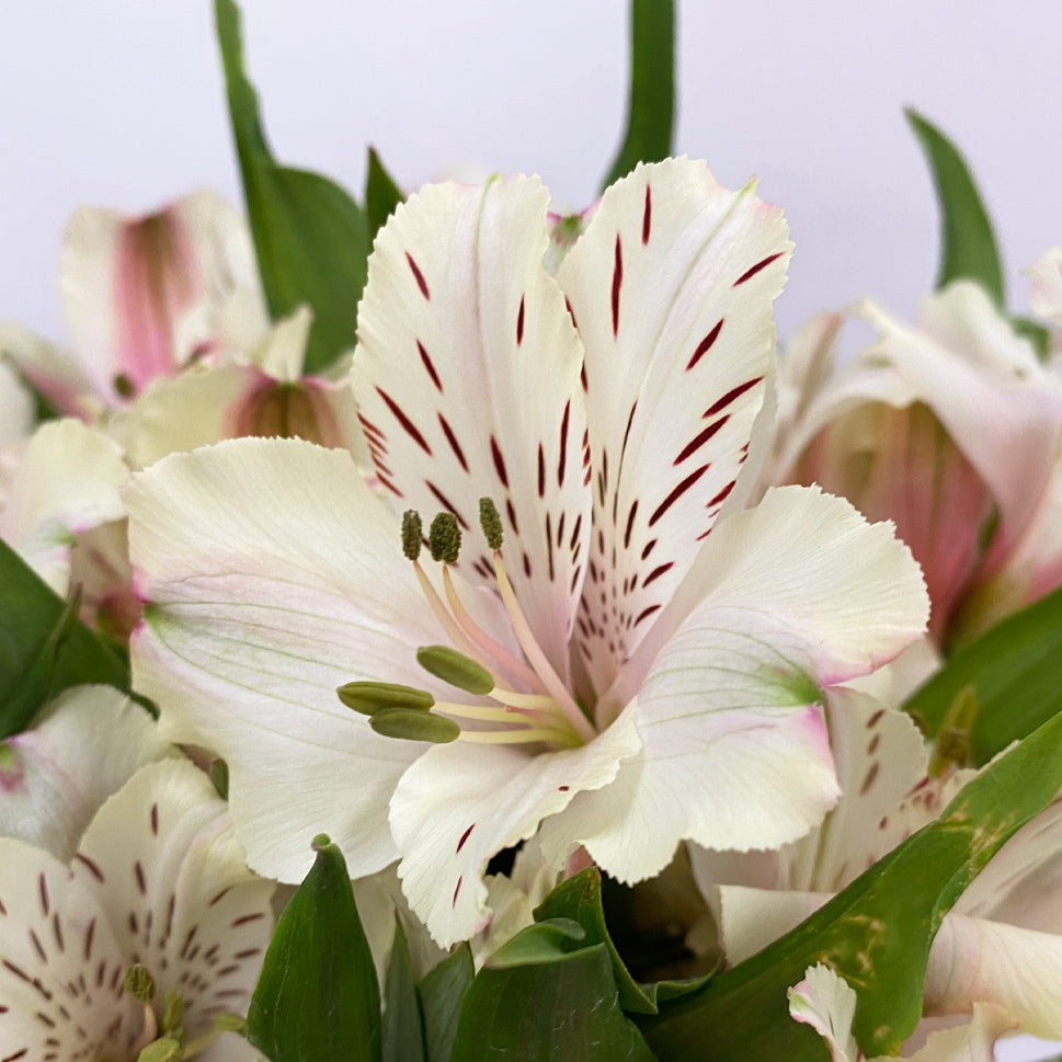 Alstroemeria Dirty Dancing Cream - Colombia