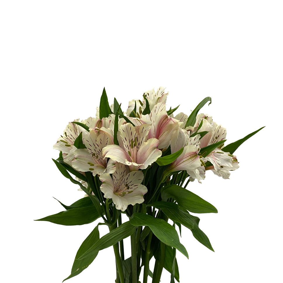 Alstroemeria Dirty Dancing Cream - Colombia