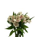 Alstroemeria Dirty Dancing Cream - Colombia