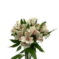 Alstroemeria Dirty Dancing Cream - Colombia