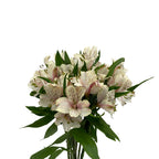 Alstroemeria Dirty Dancing Cream - Colombia