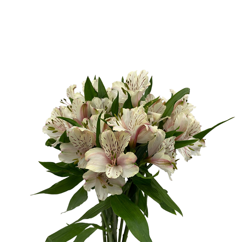 Alstroemeria Dirty Dancing Cream - Colombia