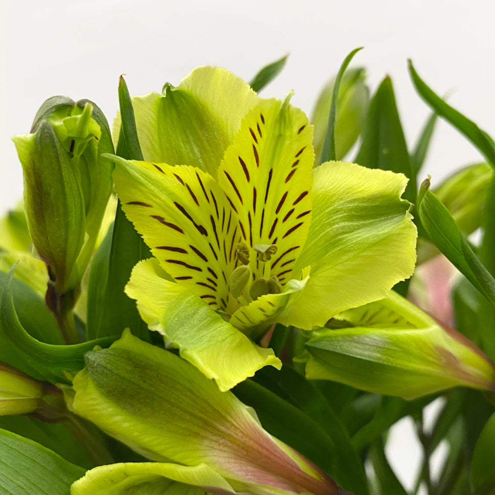 Alstroemeria Shakiai Green - Colombia