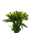 Alstroemeria Shakiai Green - Colombia